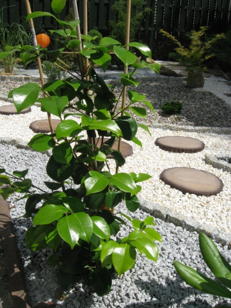 Tęcza s.c. - Ogród japoński